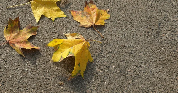 Φύλλα Σφενδάμου Στο Πεζοδρόμιο — Φωτογραφία Αρχείου