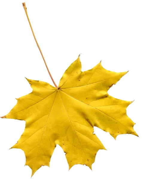 Yellow Maple Leaf White Background — Stock Photo, Image
