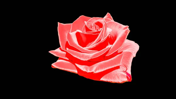 Fleur Rose Sur Fond Abstrait Sombre — Photo