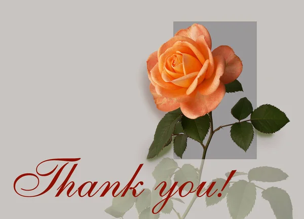 Thank You Gray Background Rose Flower — Stock Photo, Image