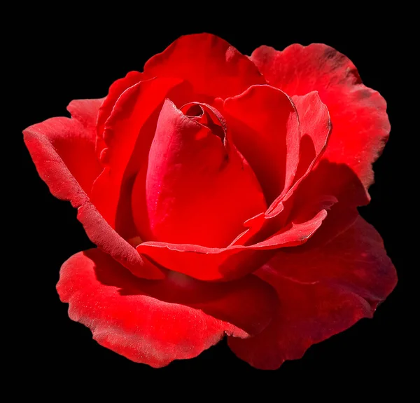 Rose flower on black background