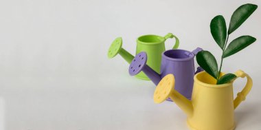 Çiçekleri sulamak için konserveler ve yeşil yapraklı bir dal. 