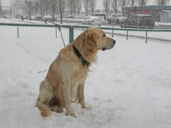 Τζίντζερ Σκυλί Κάθεται Στο Χιόνι — Φωτογραφία Αρχείου