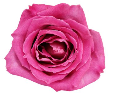 Beyaz arkaplanda büyük bir gül çiçeği 