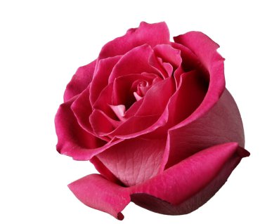 Beyaz arkaplanda büyük bir gül çiçeği 