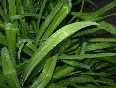 Yağmurdan sonra, su damlaları yaprakların üzerinde parlar. 