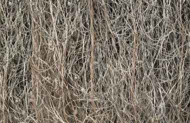 Kurumuş tırmanma tesisleri binanın duvarını kapladı. 