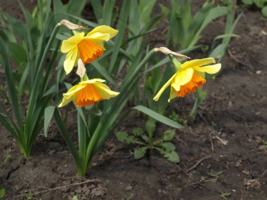 Evin yanında yerde üç nergis yetişiyor. 