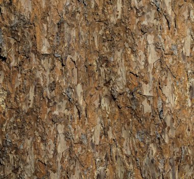 Kabartma çam kabuğunun soyut yüzeyi 