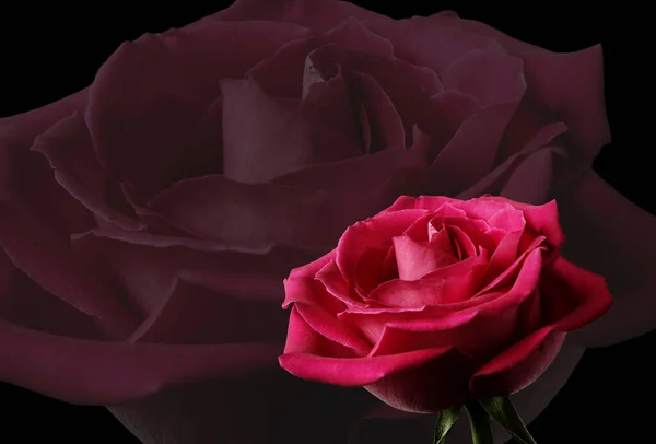 Rose Blume Auf Abstraktem Hintergrund — Stockfoto