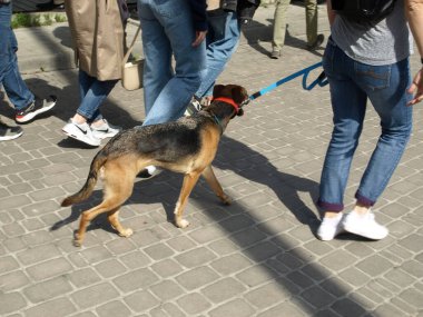 Sokakta yürüyen metresi olan bir köpek 