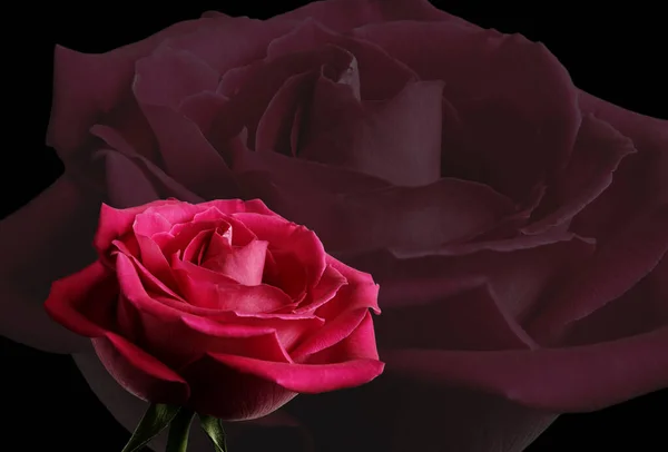 Fleur Rose Sur Fond Abstrait — Photo