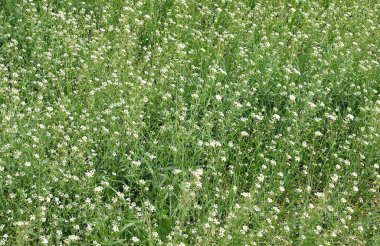 Küçük beyaz çiçekli yeşil çimenler 