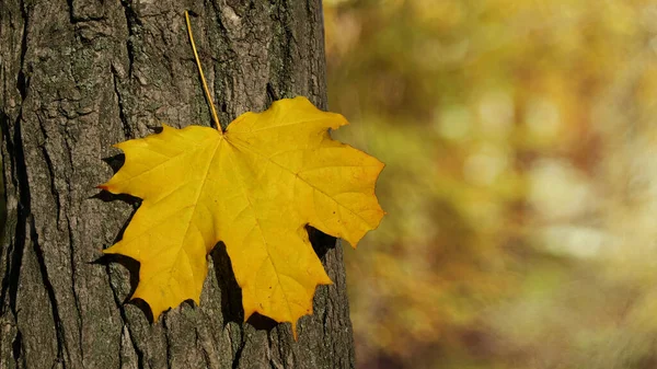Ağacın Kabuğunda Sarı Akçaağaç Yaprağı — Stok fotoğraf