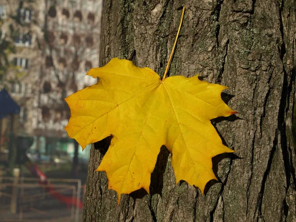 나무의 단풍잎 — 스톡 사진
