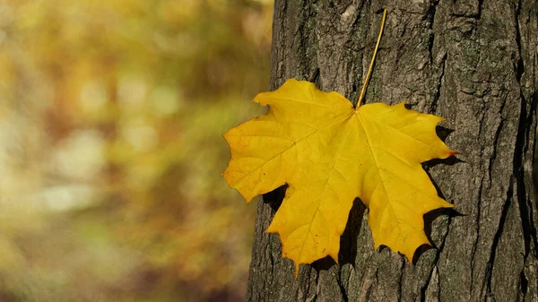 Yellow Maple Leaf Bark Tree — Stock Photo, Image