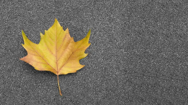 Une Feuille Érable Repose Sur Asphalte — Photo