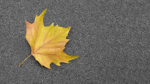 Une Feuille Érable Repose Sur Asphalte — Photo