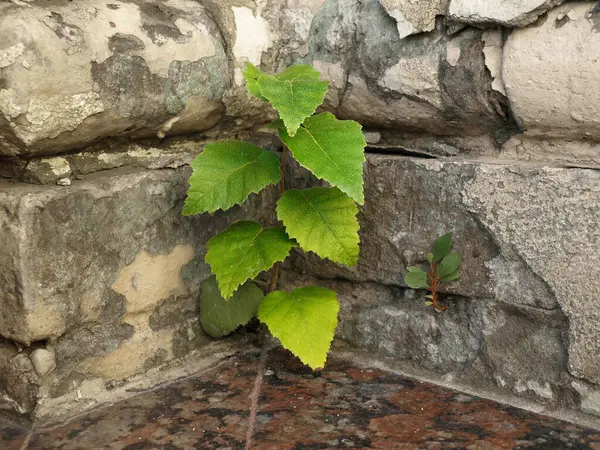 Les Pousses Vertes Ont Poussé Sur Mur Briques — Photo