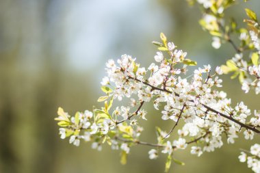 Arka plan bulanık çiçek açması bir elma ağacının dalları