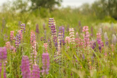 Renkli lupinlerin alanı