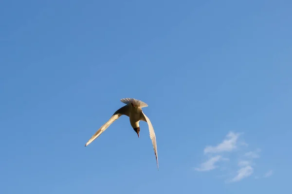 Seagull Cloudless Sky — Stock Photo, Image