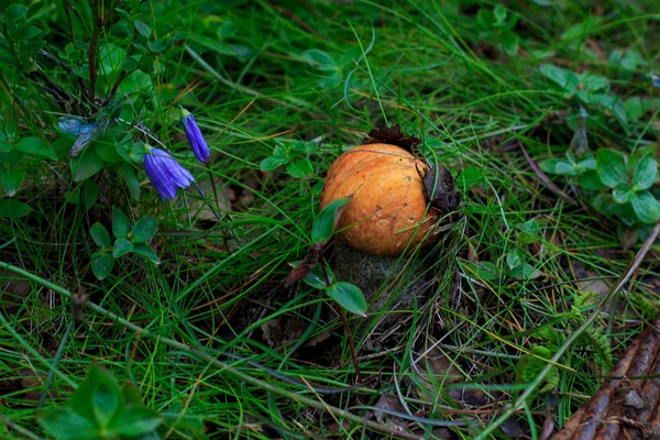 Kırmızı şapkalı scaber SAP bluebells çiçekler arasında