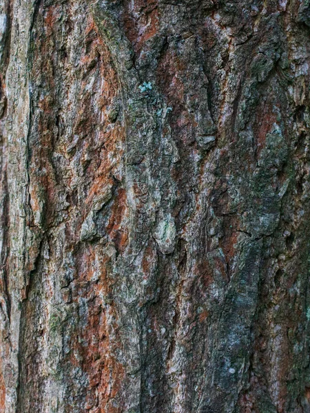 La consistenza di un albero vivente — Foto Stock