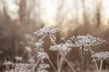 şemsiye bitkileri hoarfrost altında