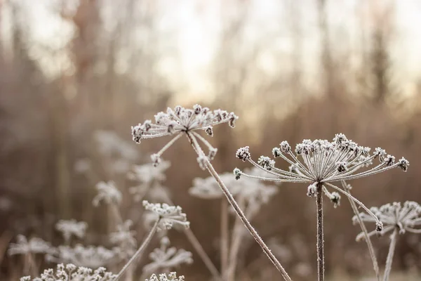 Ombrelli piante sotto hoarfrost — Foto Stock