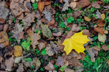 solmuş yapraklar üzerinde tek sarı yaprak