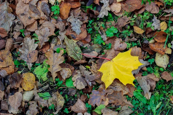 Один желтый лист на выцветшей листве — стоковое фото