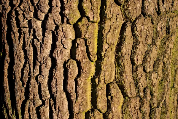 Corteccia d'albero da vicino3 — Foto Stock