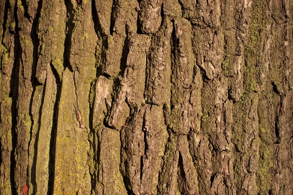 Corteccia d'albero da vicino4 — Foto Stock