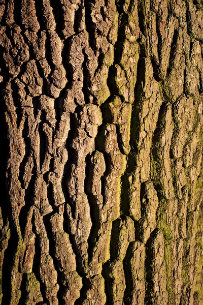 Corteccia dell'albero da vicino — Foto Stock