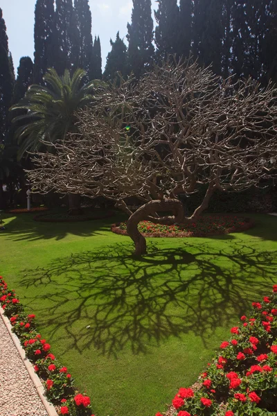 Sombra ardente de uma árvore em jardins de Bahai — Fotografia de Stock