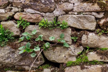 taş duvardan büyüyen çimen