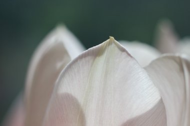 Petals white tulip close-up