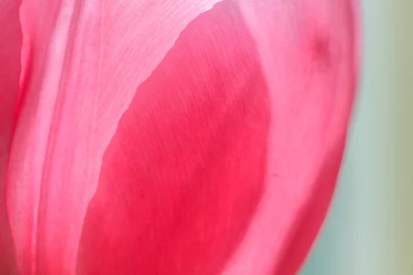 Petals pink tulip in the lumen of the sun — Stock Photo, Image