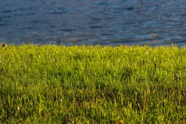 Arka plan parlak yeşil ot ve su