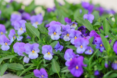 flowerbed flowers pansies