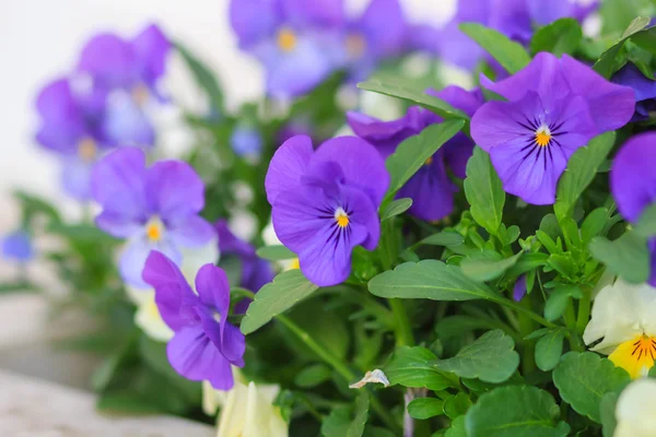 Pansies close-up in the flowerbed — Stock Photo, Image
