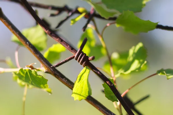 Plant behind barbed wire — Stock Photo, Image