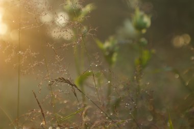 Çim ve Poa, günbatımında yağmur damlaları ile kaplı