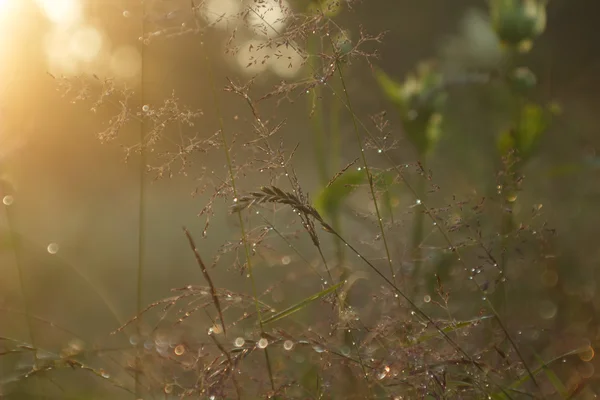 Γρασίδι και ΣΔ, καλυμμένο με σταγόνες της βροχής στο ηλιοβασίλεμα — Φωτογραφία Αρχείου