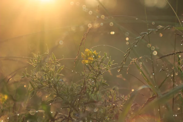 Gras en bloemen bedekt met regendruppels bij zonsondergang — Stockfoto