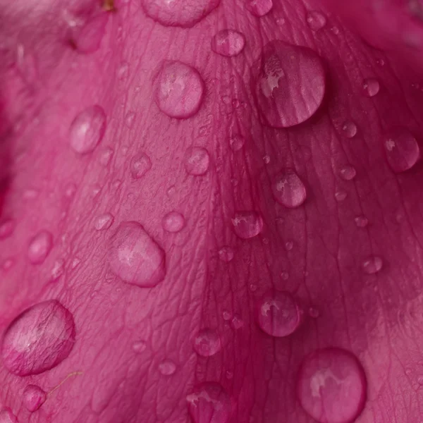 Waterdruppels op de bladeren van een bloem van roos — Stockfoto