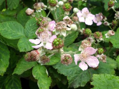 Yazın başında yapraklarla çevrili pembe böğürtlen çiçeklerini kapatın.