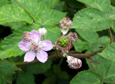 Yazın başında yapraklarla çevrili pembe böğürtlen çiçeklerini kapatın.