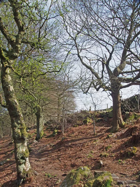 Pad Tussen Hoge Oude Beukenbomen Het Bos Een Lenteochtend Met — Stockfoto